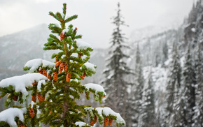 cones, winter, nature, snow, mountain