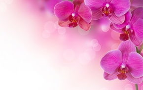 plants, flowers