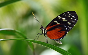 animals, butterfly