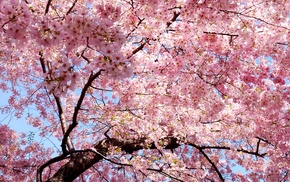 nature, petals, sakura, spring