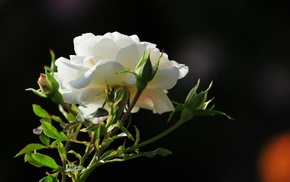rose, morning, flowers, flower, photo