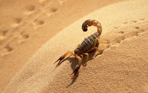 shadow, animals, sand