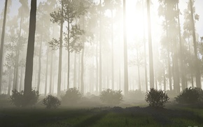 trees, forest, mist, Sun, 3D