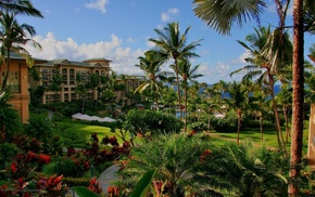 nature, palm trees