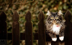 animals, cat, fence