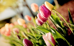 flowers, tulips, macro