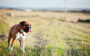 background, field, dog, animals