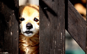 dog, animals, street, fence