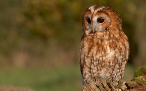 tree, owl, moss, animals