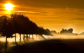 trees, sunlight, nature, sun rays