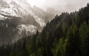 mountain, forest, nature