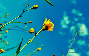 summer, sky, flowers, plants