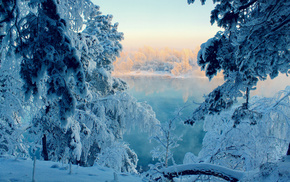 snow, forest, winter