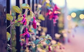 fence, street, macro, flowers