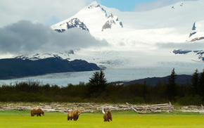 mountain, landscape, bears, animals