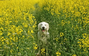 dog, animals, summer, field