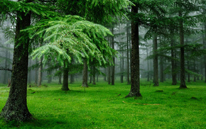 forest, grass, Christmas tree, nature, drops