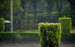 rain, shrubs, stunner, city, street