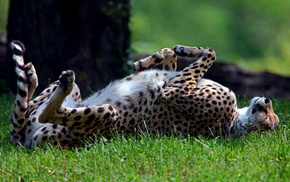 animals, predator, lying down, grass
