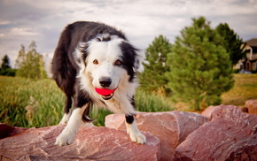 dog, animals, background