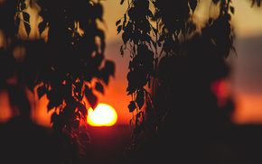 nature, Sun, twigs, foliage, sunset