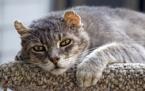 animals, eyes, cat