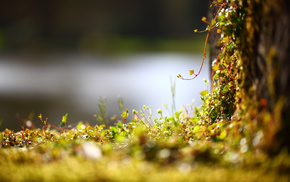 macro, grass