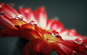 drops, water, flowers, dew, petals