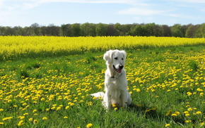 summer, animals, field, dog