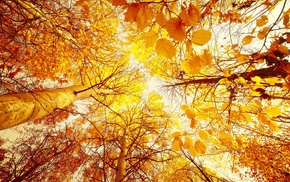 leaves, trees, autumn