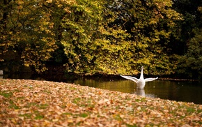 autumn, trees