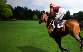 sports, horse