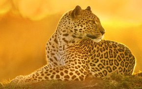 leopard, stunner