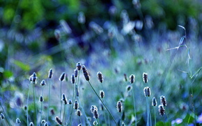 macro, motion blur, greenery, grass, plants