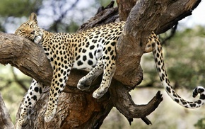 leopard, animals, nature, tree