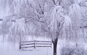 winter, twigs, snow, fence, tree