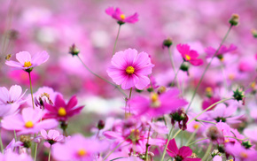 petals, grass, flowers