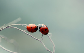 branch, macro