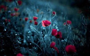 poppies, flowers, background