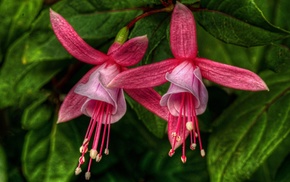 flowers