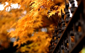 autumn, leaves, nature