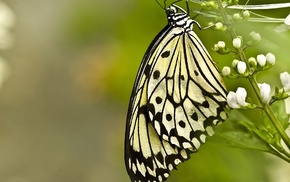 macro, butterfly, white, flower