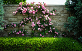 bushes, flowers, wall, nature, roses