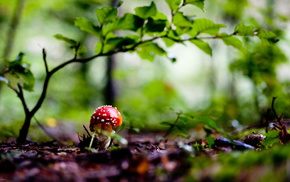 mushroom, forest, nature