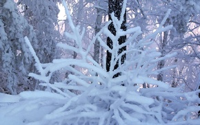 twigs, winter