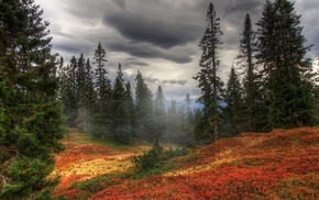 forest, mist, autumn, trees