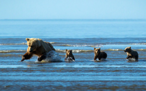 water, animals