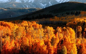 trees, landscape, mountain, snow, autumn