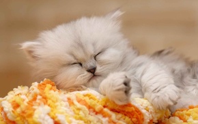 animals, sleeping, kitten