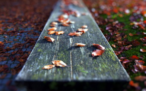 macro, leaves